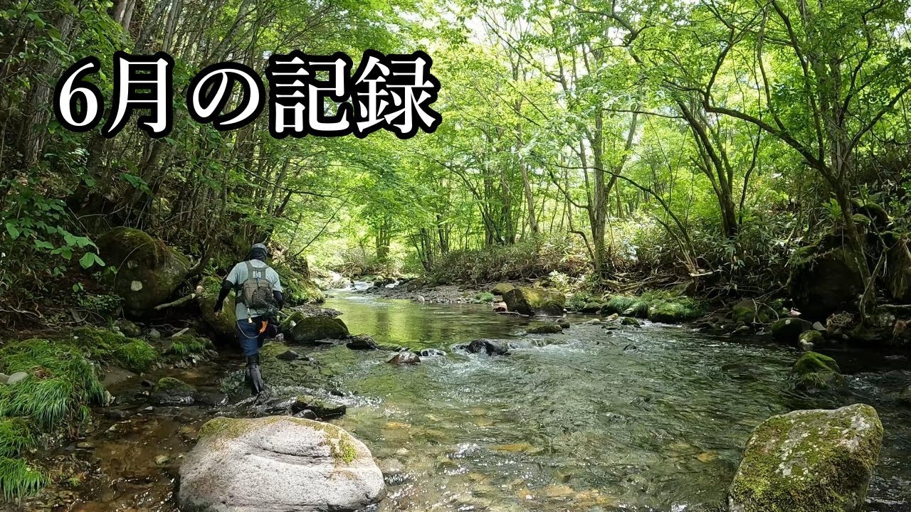 【渓流ベイトフィネス】2024年6月の新規開拓。最高でした！