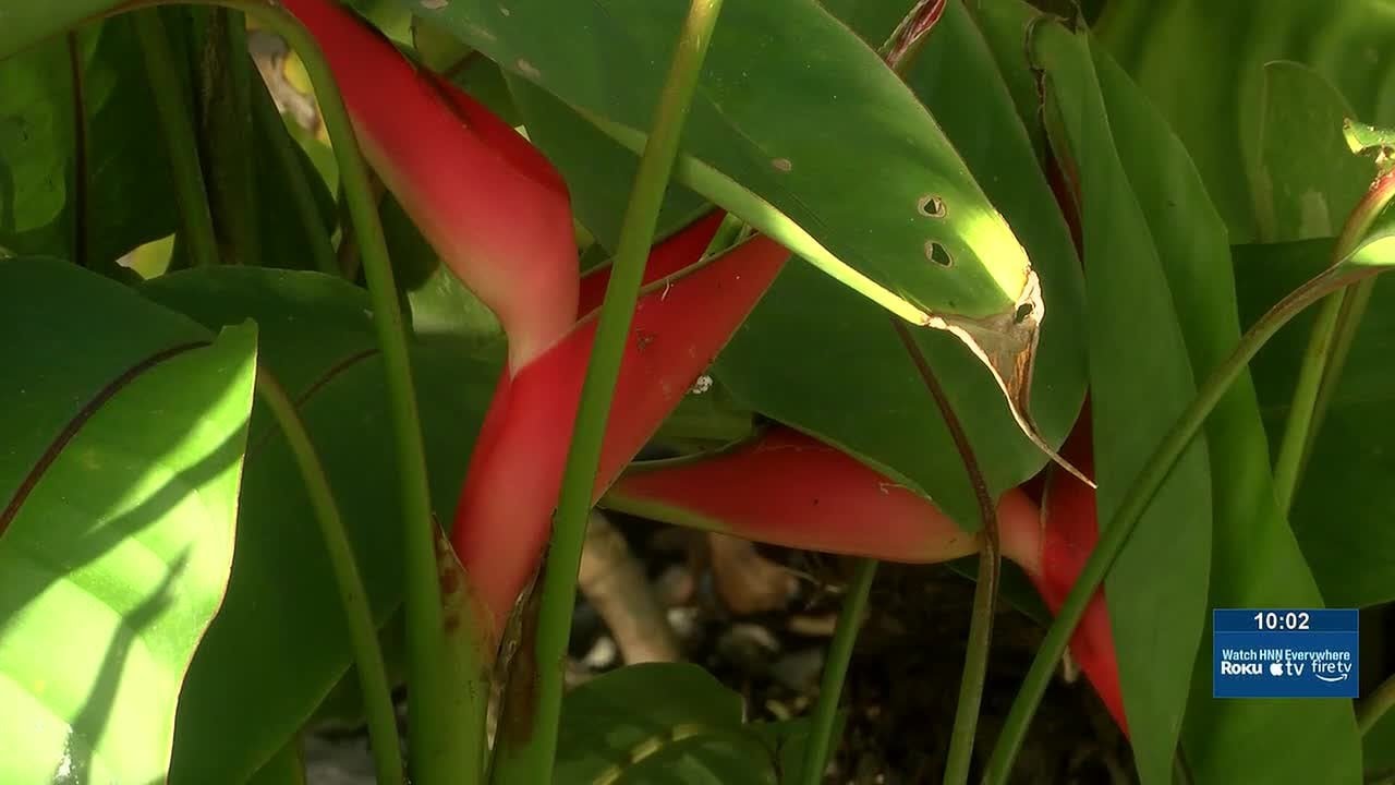 ‘Sucker punch’: $10K in plants stolen from nursery on Oahu’s North Shore