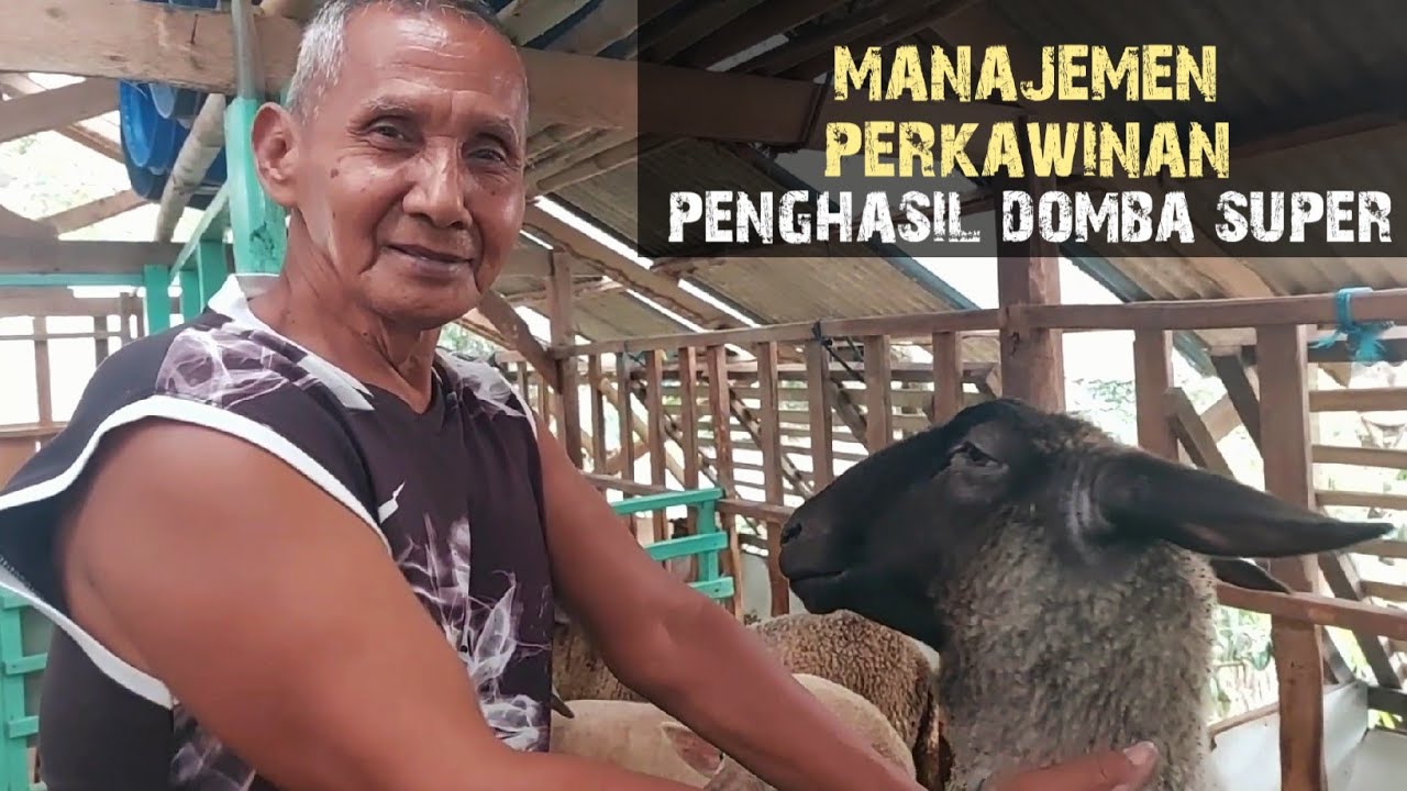 MANAJEMEN PERKAWINAN DOMBA