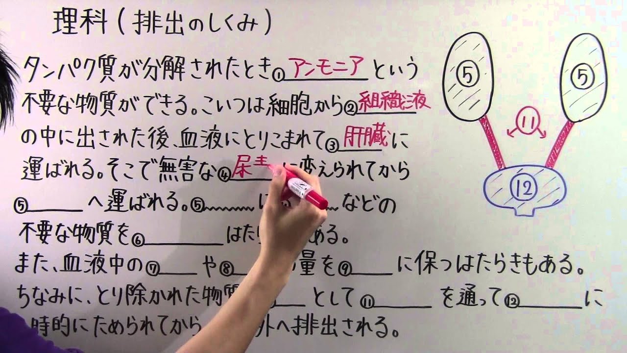 【理科】中2-24 排出のしくみ