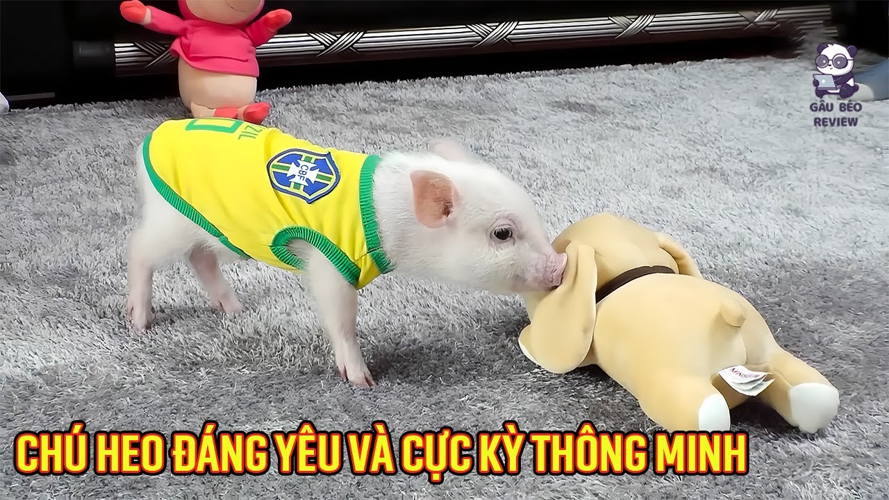 Chú heo không chỉ dễ thương mà còn cực kỳ thông minh