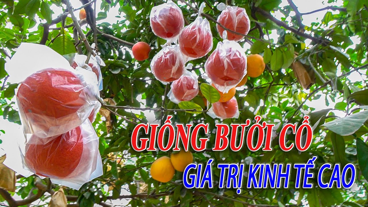 Kỹ thuật trồng bưởi đỏ Đông Cao | Giống bưởi cổ Hà Nội