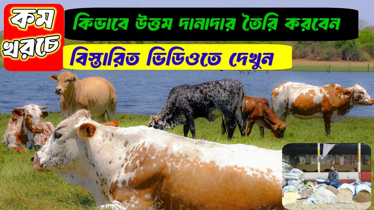 কম খরচে কিভাবে উত্তম দানাদার খাদ্য তৈরি করবেন।কৃষি চ্যানেল ২৪। ✅📢