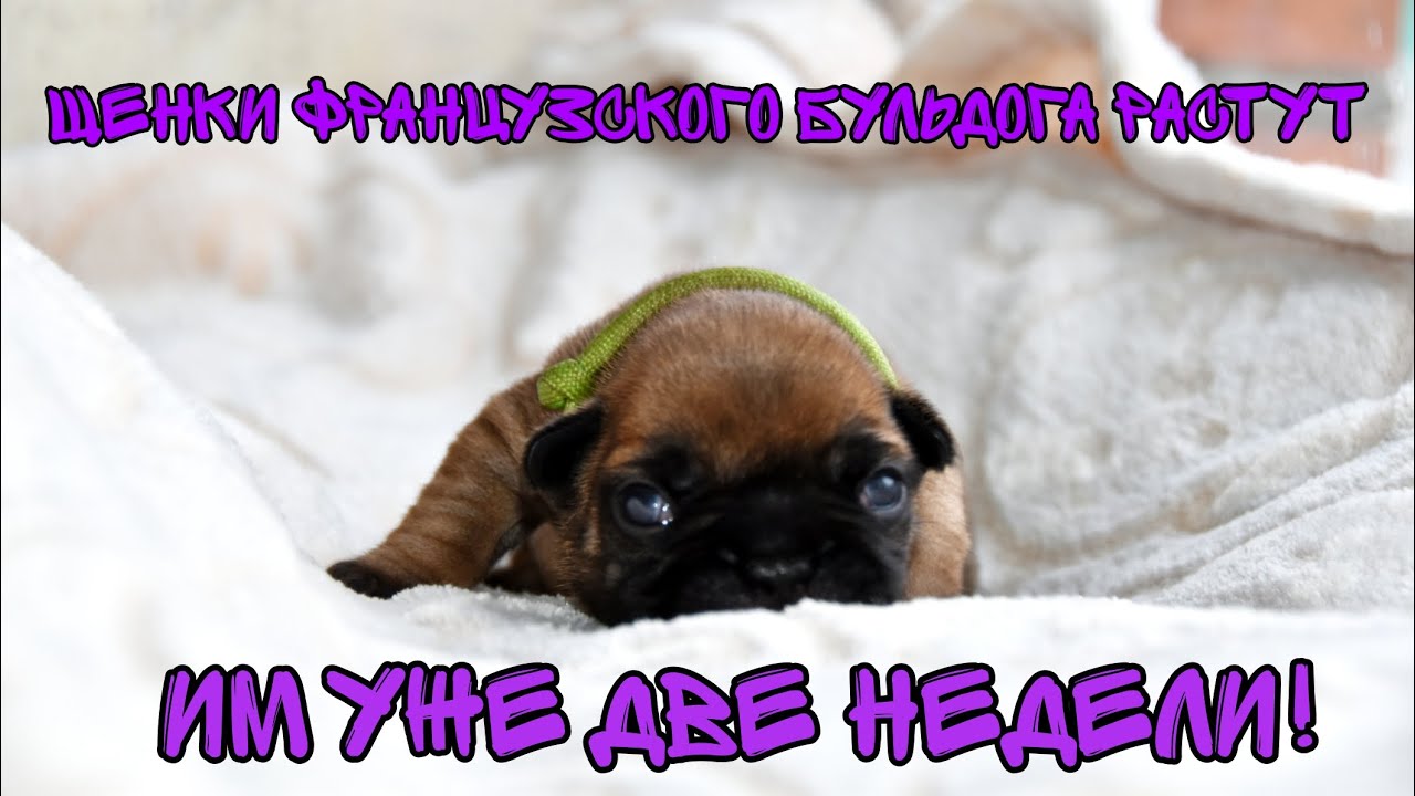 Щенки французского бульдога растут, им уже целых 2 недели!
