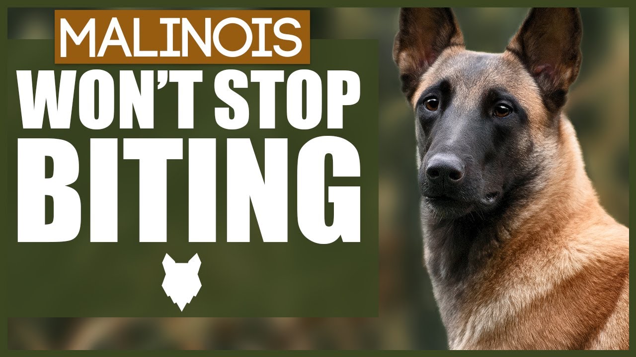 How To Stop A BELGIAN MALINOIS BITING