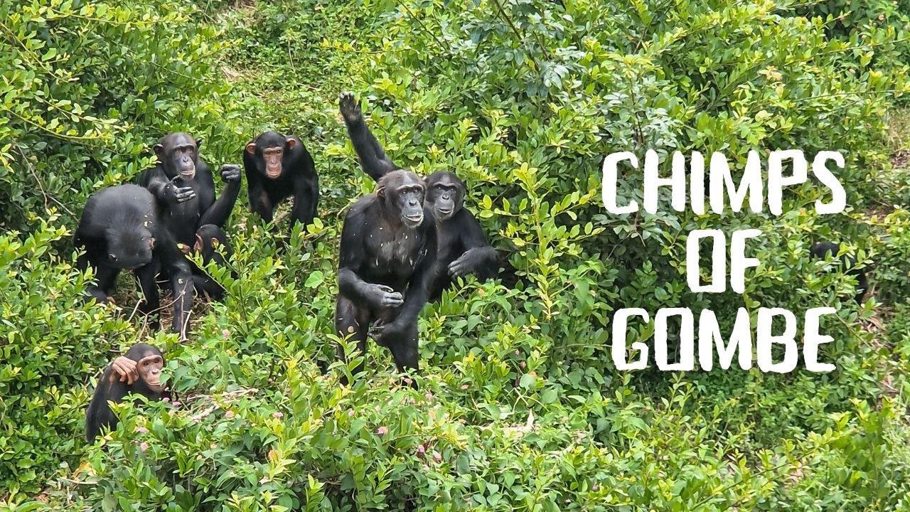 Trekking chimpanzees in Gombe (on a budget !) | Tanzania travel vlog [2024]