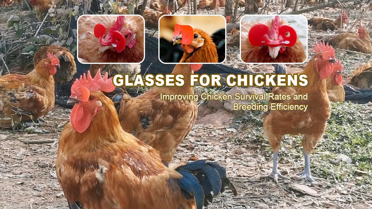 Chicken Eyeglasses | Improving Chicken Survival Rates and Breeding Efficiency