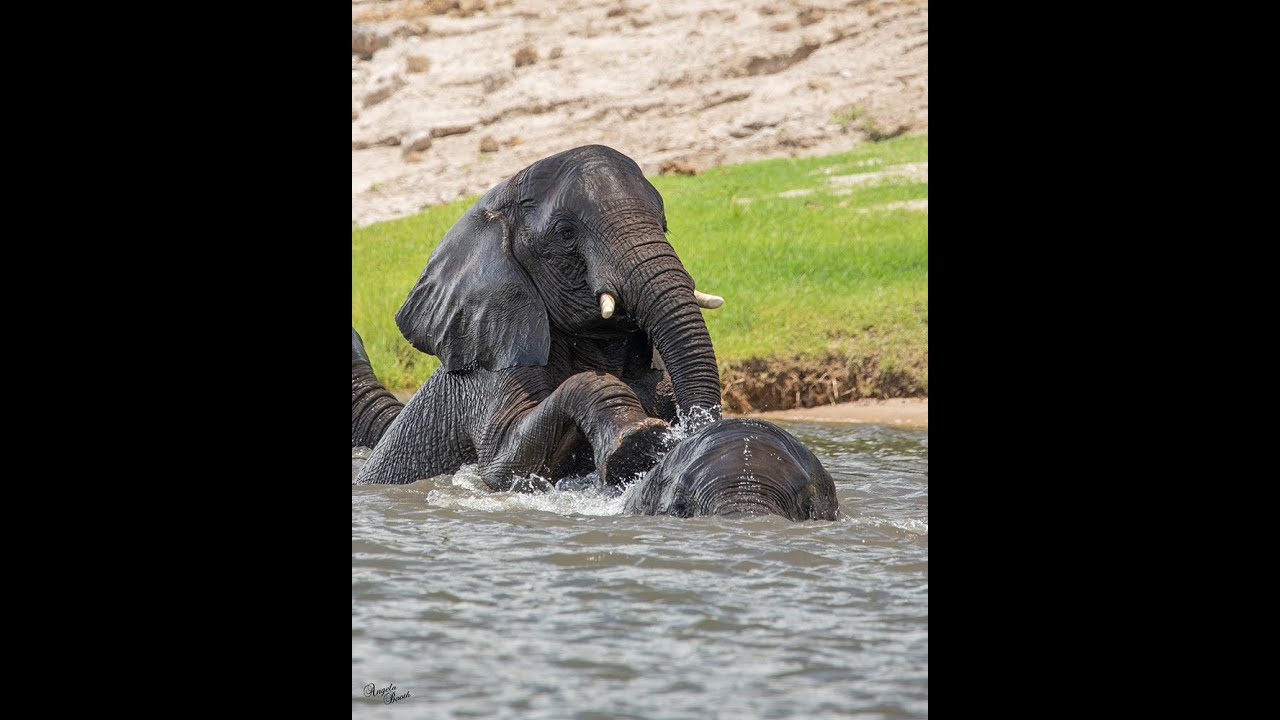 Elephant Joy on the Chobe River