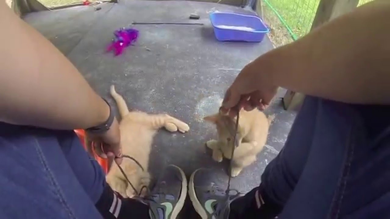 A Day in the life at Camp Farwell!