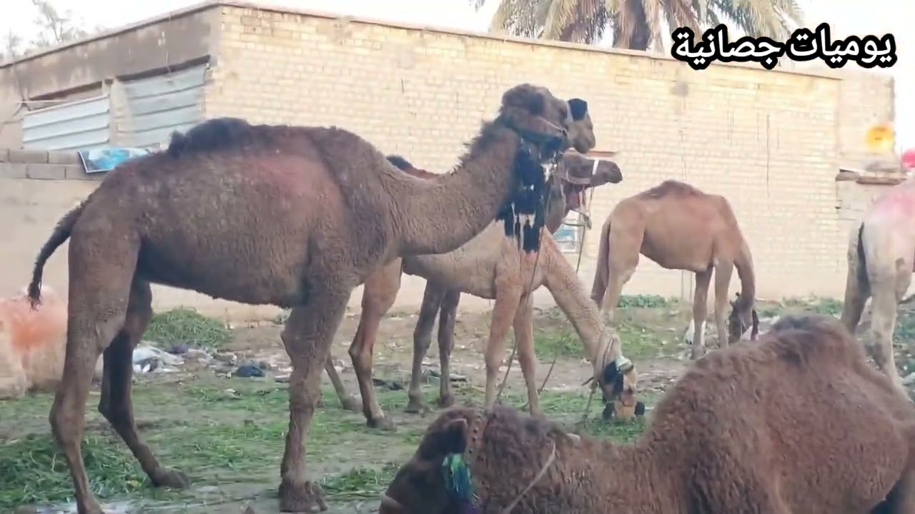 واسط الكوت ناحية شيخ سعد.  جولة في سوق شيخ سعد التراثي