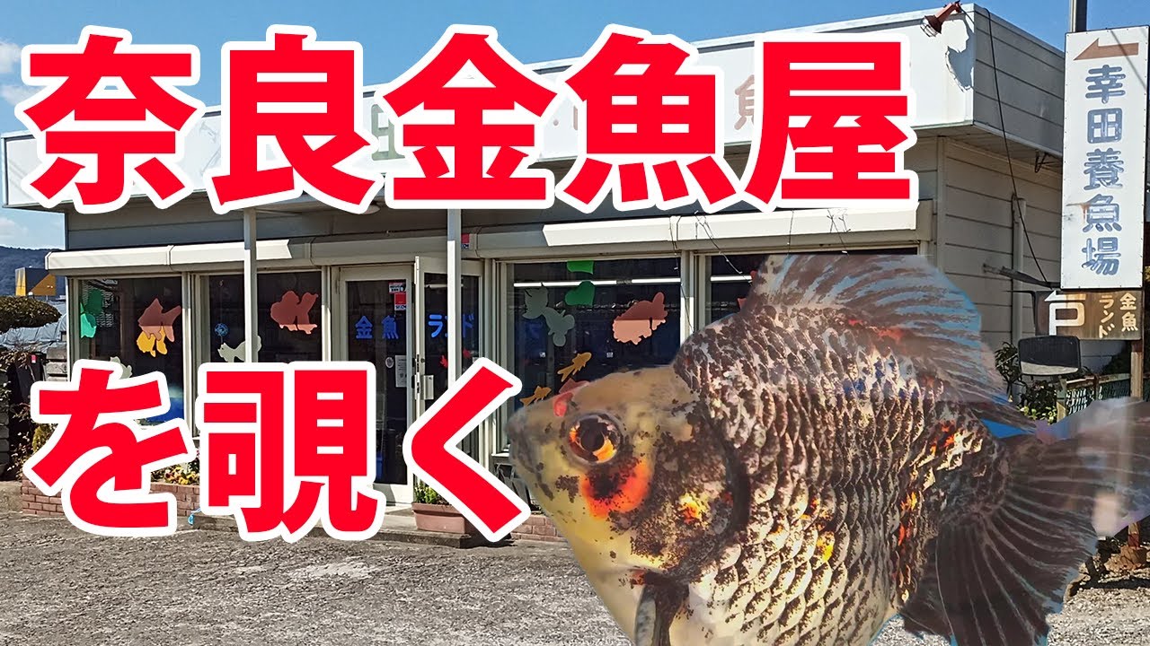 金魚養魚場巡り〜デカデカショートテール金魚の巻〜