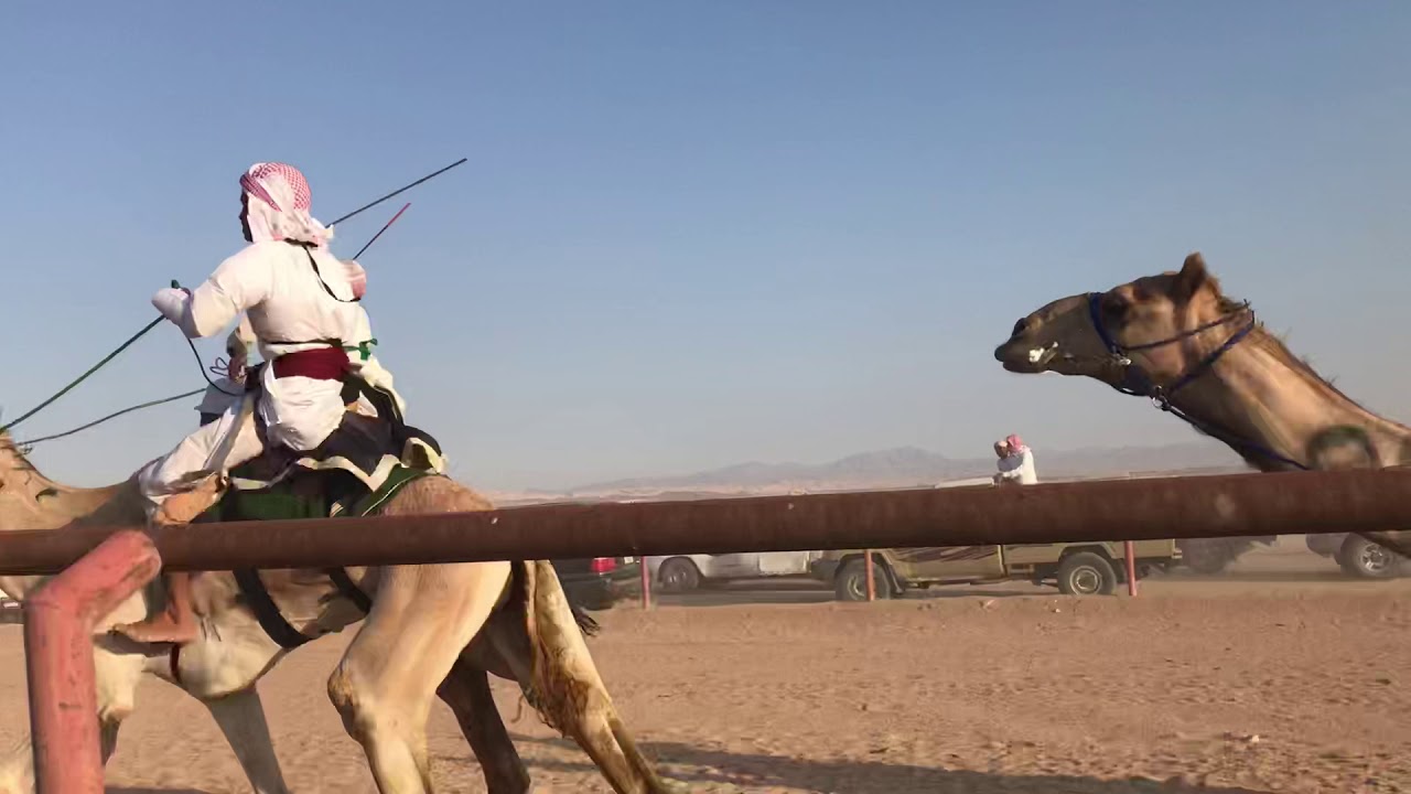 سكر . رامي فهد الضبع