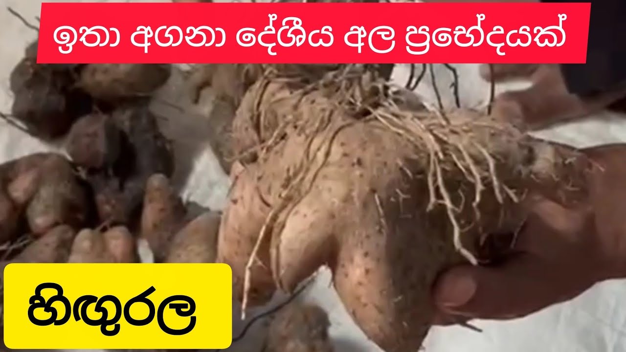 හිඟුරල ගැන වටිනා තොරතුරු ටිකක් දැන ගනිමු ද?
