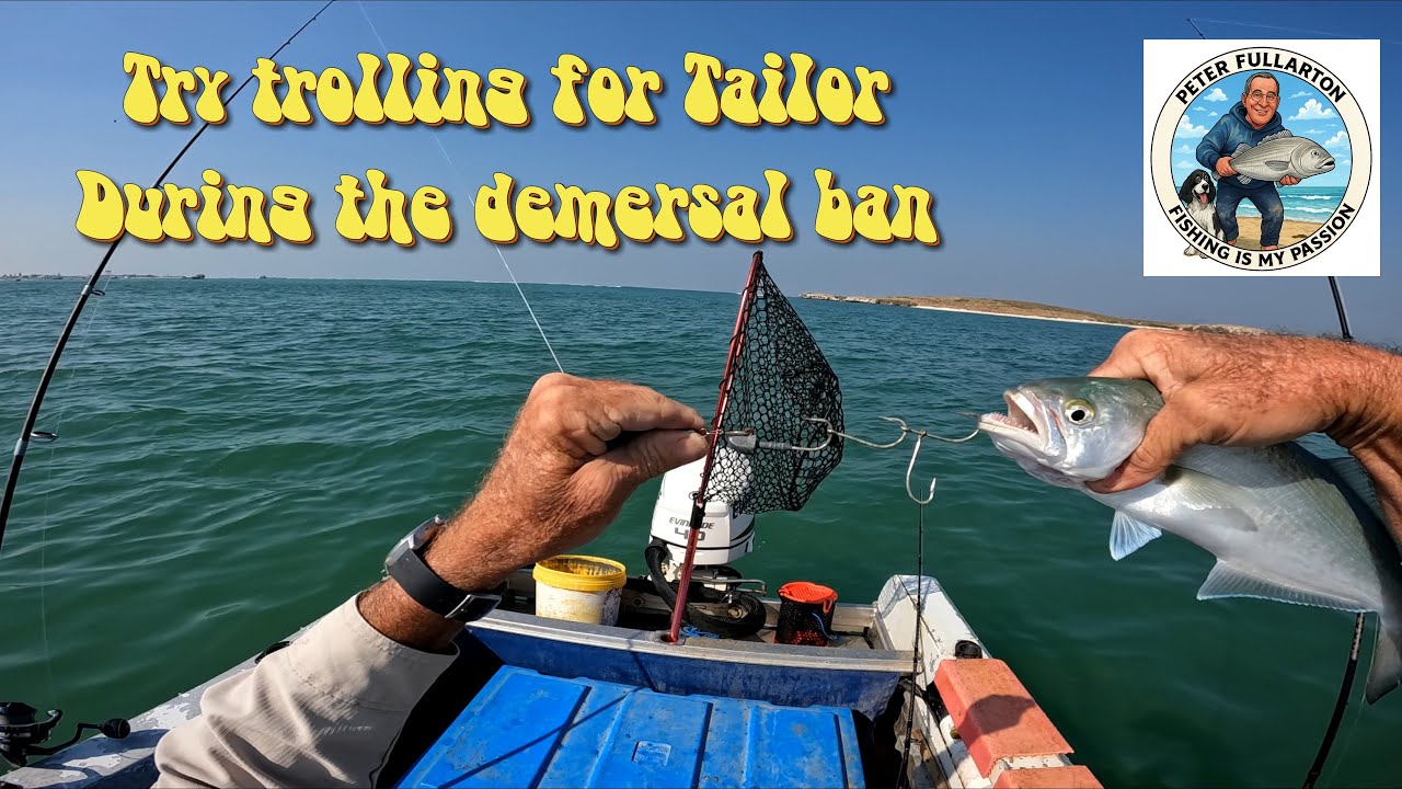 Try trolling for tailor during the ban.