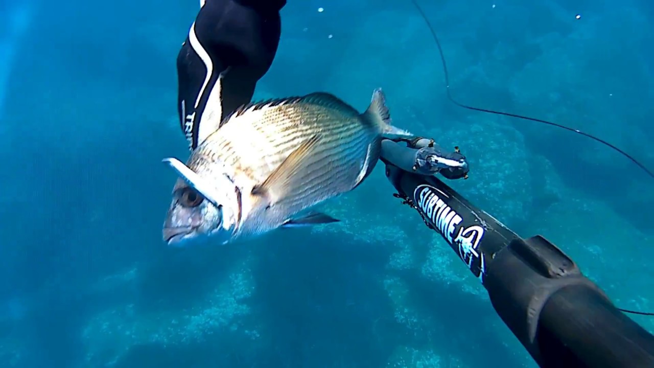 chasse sous marine à trou par petit fond  var