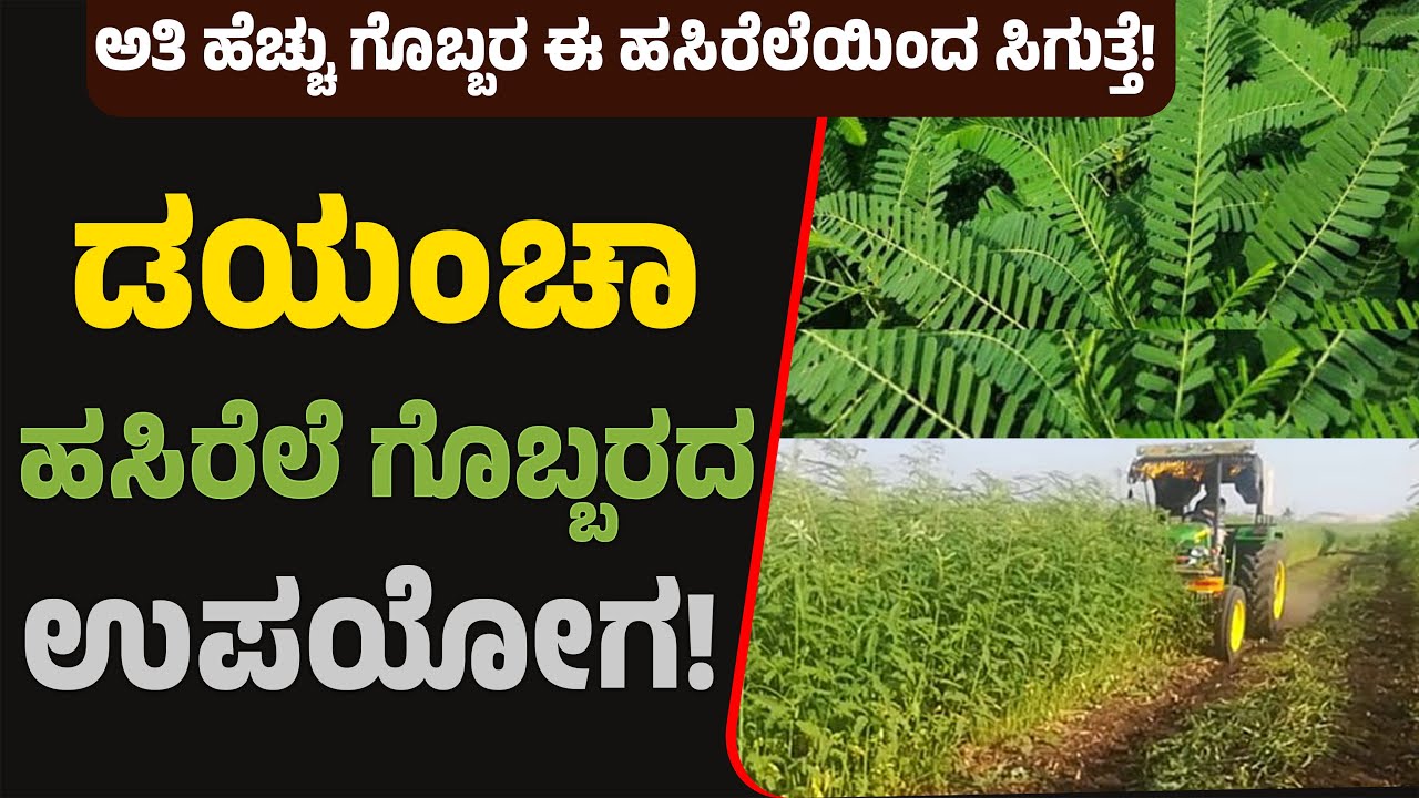 ಡಯಂಚಾ ಹಸಿರೆಲೆ ಗೊಬ್ಬರದ ಸಂಪೂರ್ಣ ಮಾಹಿತಿ!Complete information on Dhaincha Green Fertilizer! #ಡಯಂಚಾ