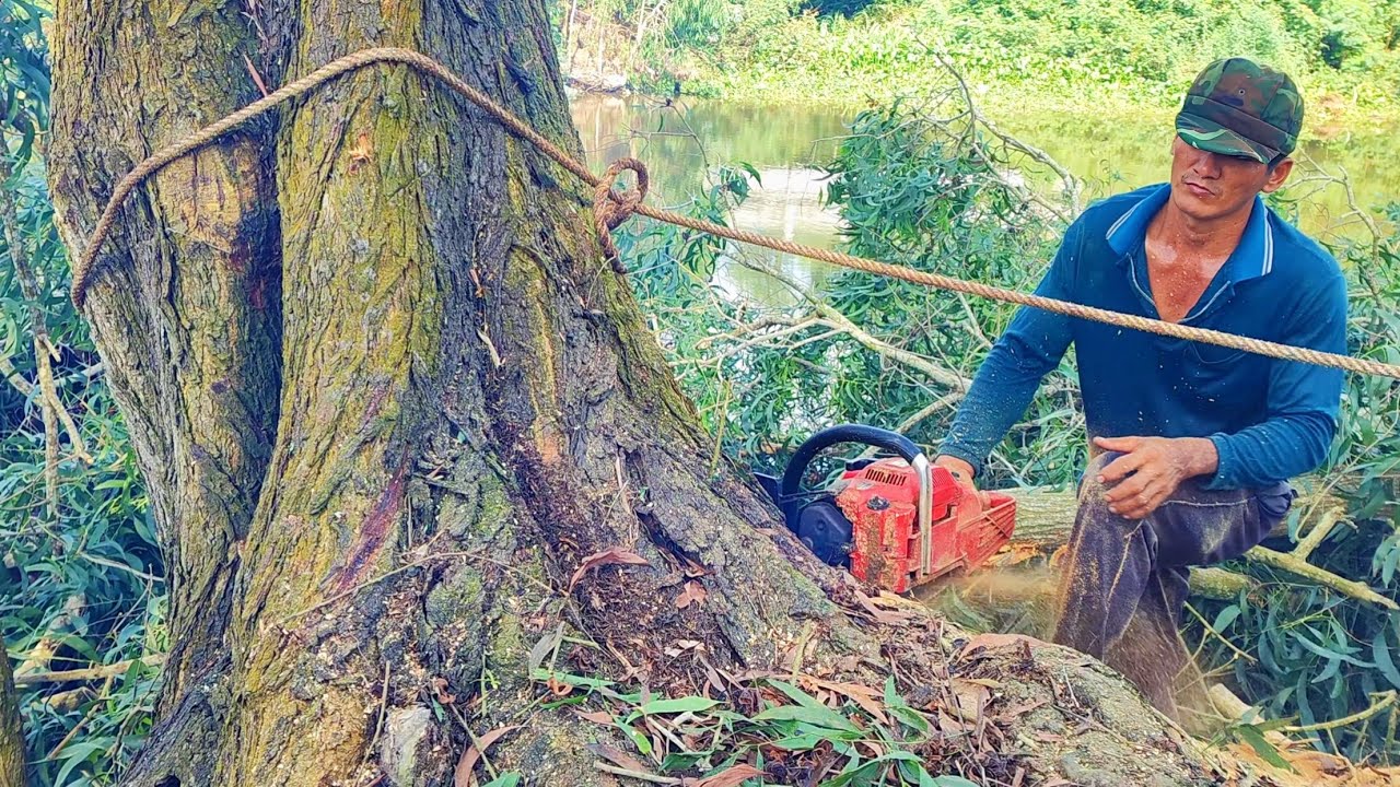 Cưa cây Tràm Bông Vàng ( Keo ) Siêu To nghiêng ra con sông lớn.