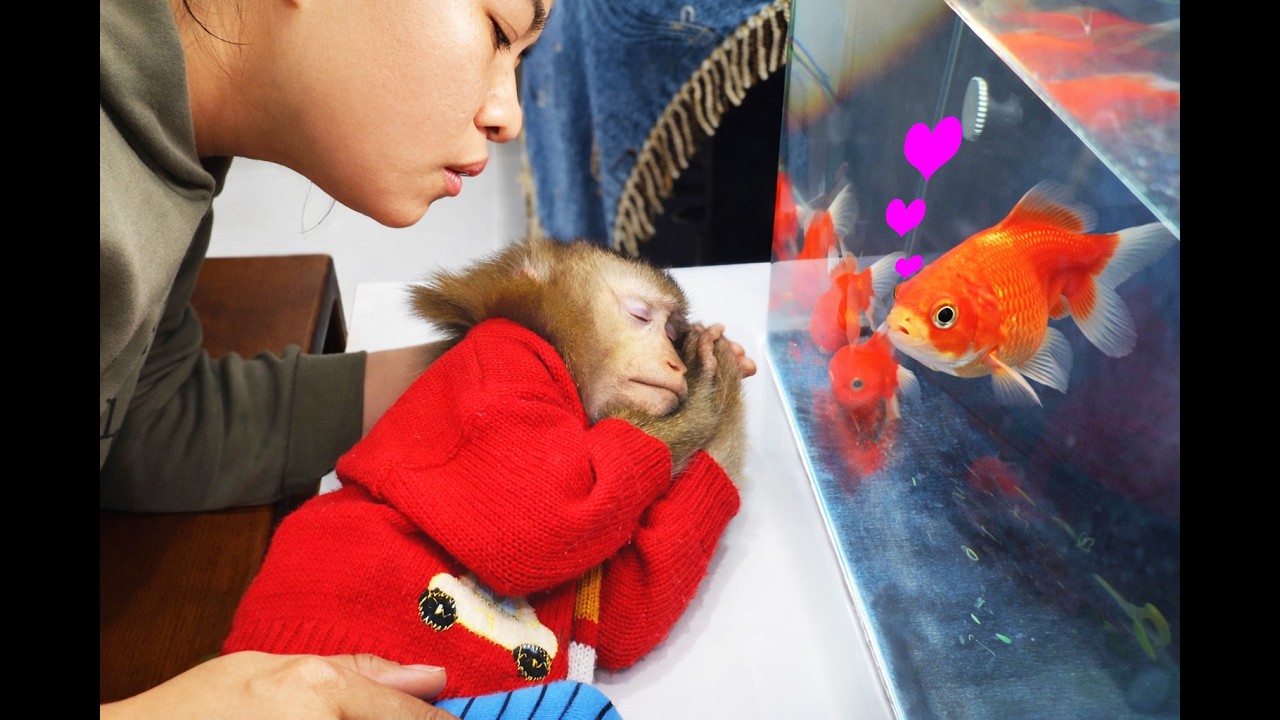 How touching! Monkey Lyly is cuddling next to her fish friend to go to sleep together.