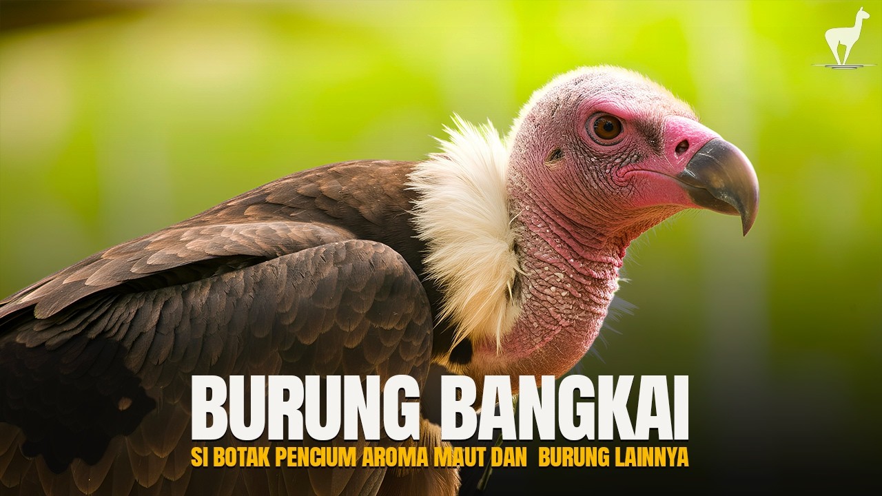 Burung Bangkai: Pengincar Kematian dan Burung Lainnya #temantidur #temansahur