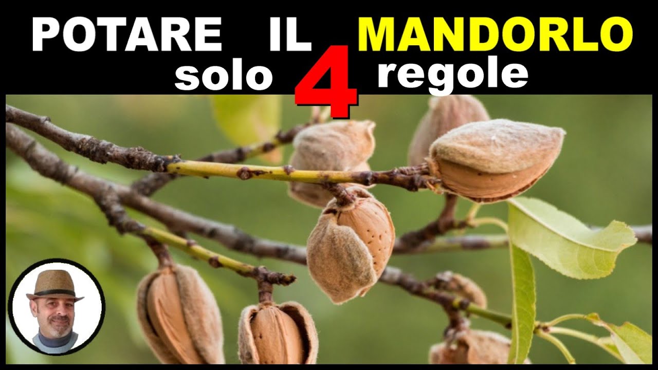 POTARE IL MANDORLO, solo 4 REGOLE (prune the almond tree, podar almendro, बादाम के पेड़ को छाँटें)