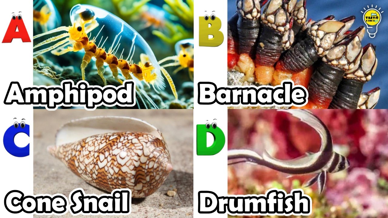Amazing sea animals | ABC Sea Animals song | English and Animals for Kids #amphipod