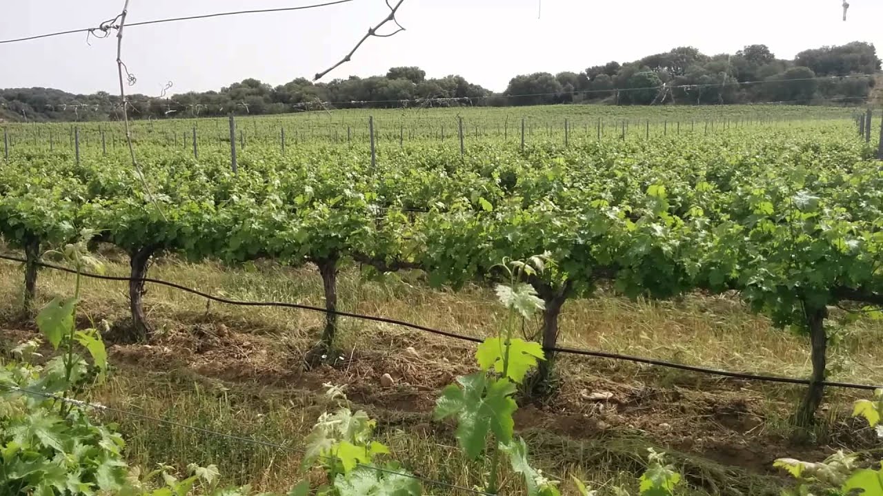 Poda mínima en viñedo