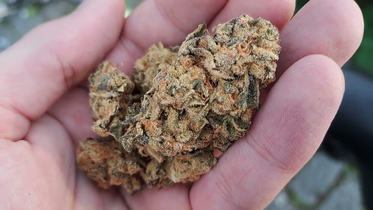 Gdyby gdyby Gorilla Glue Gelato ✌️