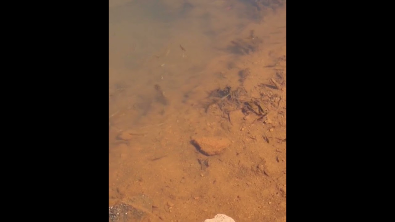 Flying Barb, Mosquito Fish, Tilapia, Red Panda Barb