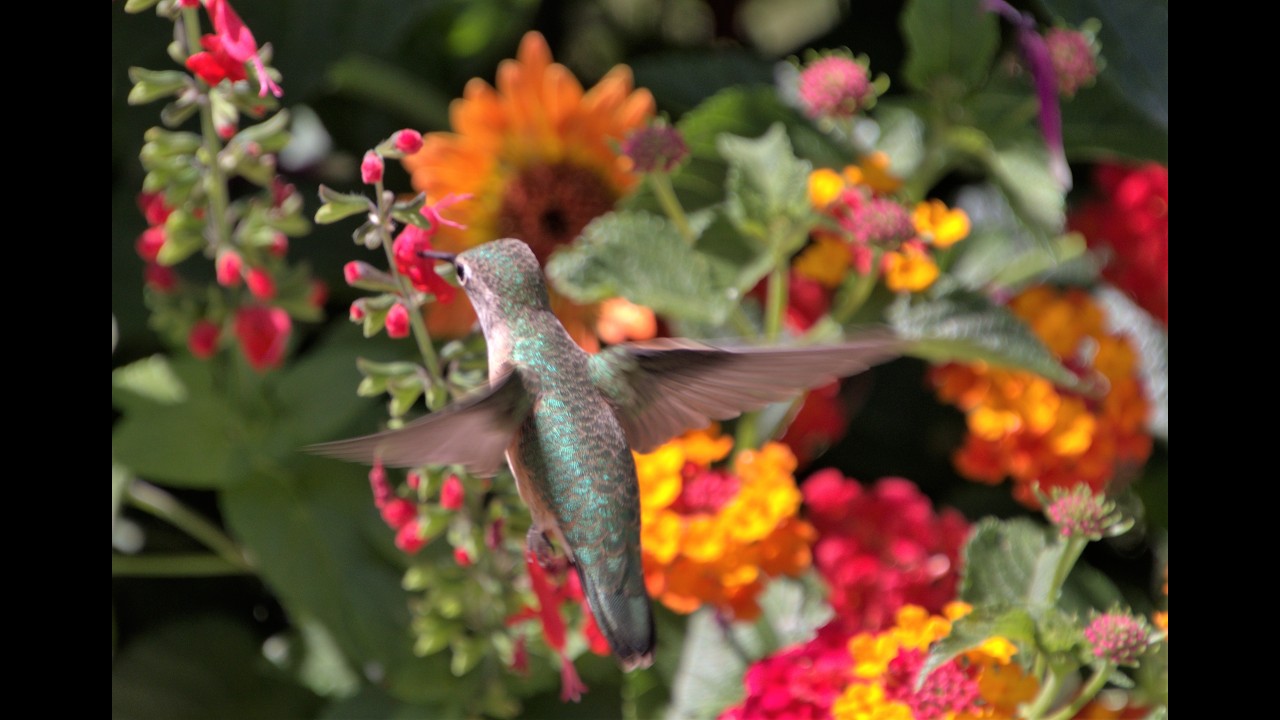 Plant your Hummingbird Garden