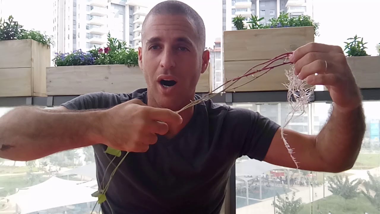 מה עושים עם בטטה ישנה ואיך משרישים אותה במים או בעציץ?