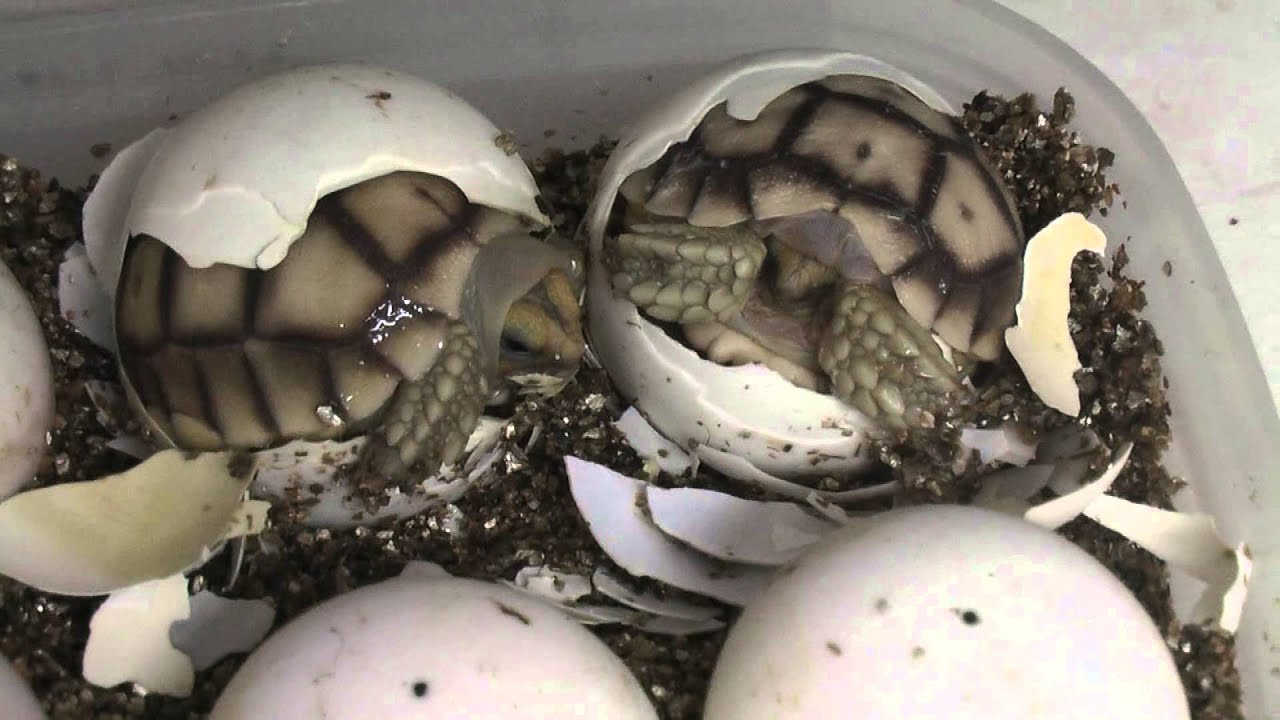 My African spurred tortoises- Geochelone sulcata