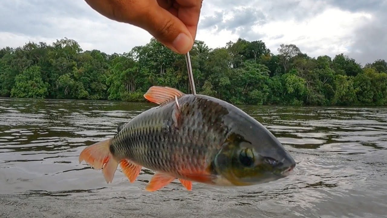 PIAU VIVO, SE ISCAR INTEIRO SÓ  PEGA OS MONSTROS. Rio Trombetas, Amazônia.