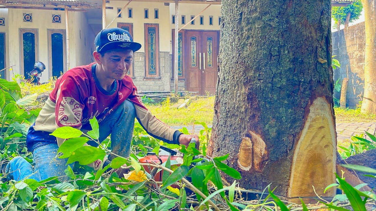 SUPER EXTREME‼️Cutting Down a Jumbo Jackfruit Tree in a Residential Area.