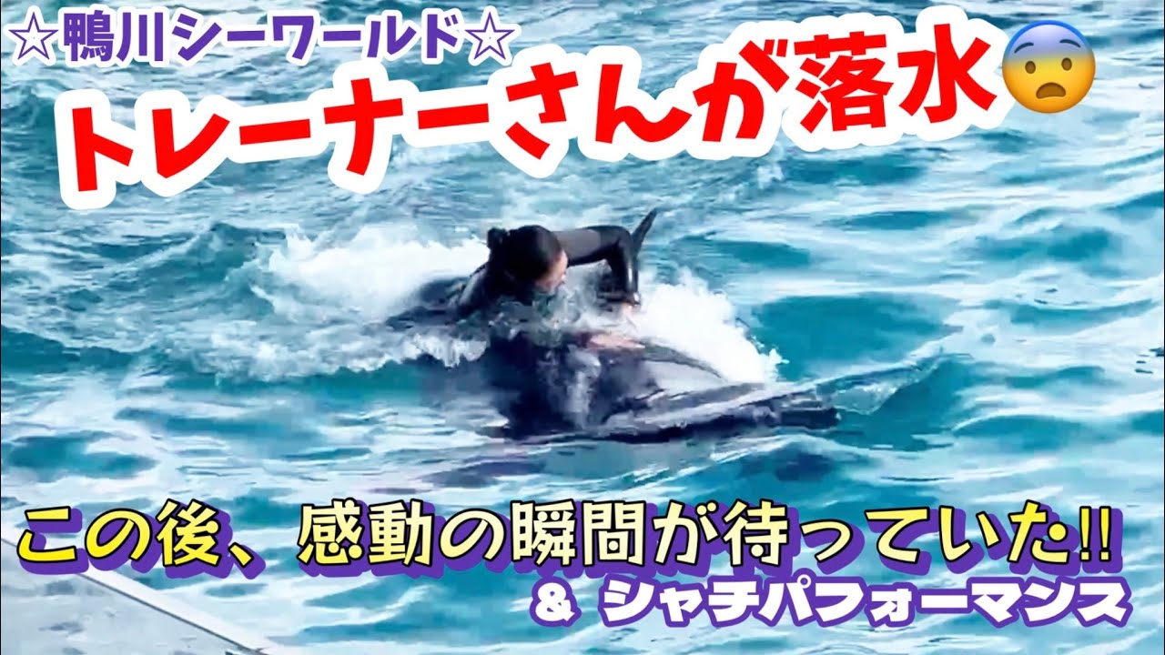 トレーナーさんが落水😰リカバリーの成功につなげた決め手とは・・・‼︎ ＆シャチパフォーマンス