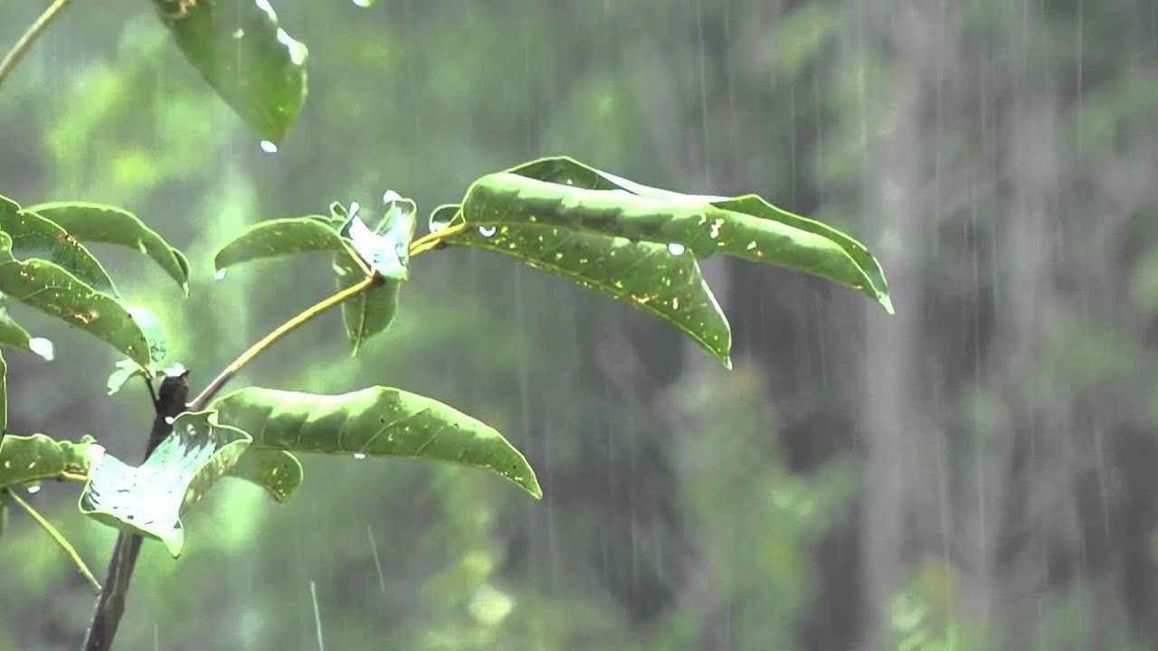 Bruit de pluie sur toit pour un sommeil profond en 10 minute -Pluie dans jungle brumeuse pour dormir