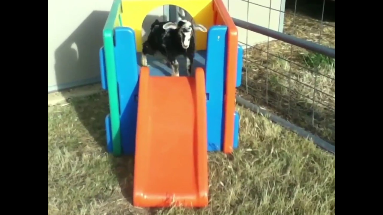 Videos graciosos de cabras
