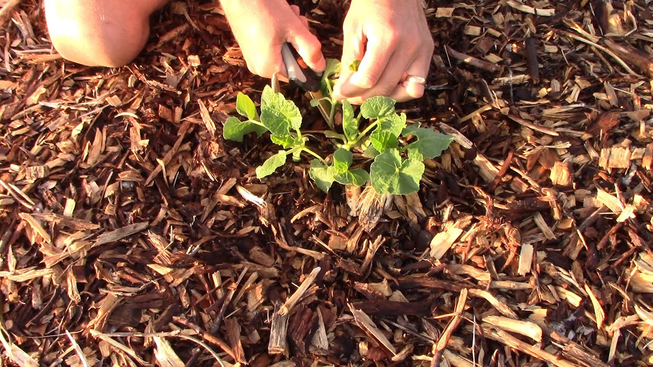 Creating Soil in the Arizona Desert | Planting Ground Cover in Wood Chips