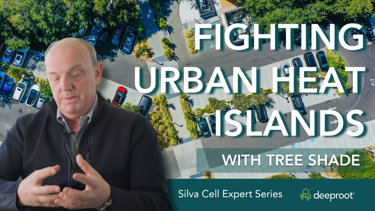 Keep Parking Lots Cool by Growing Large Shade Trees with Silva Cells