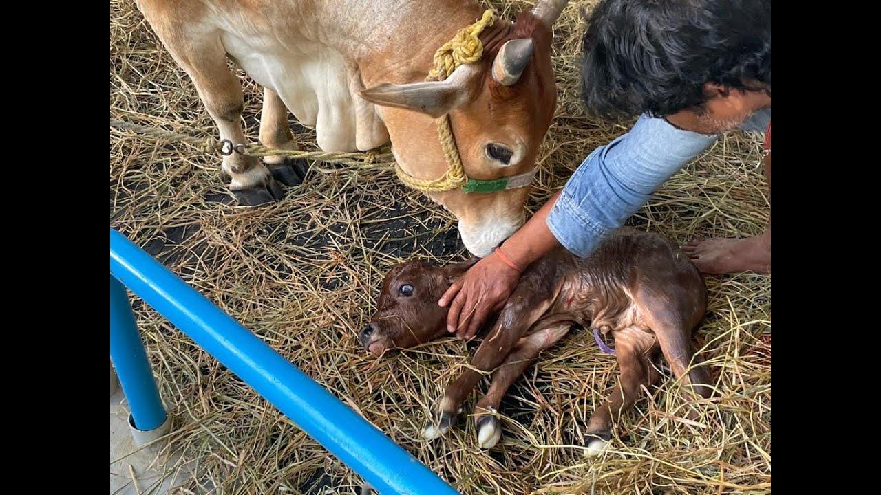 My Punganur Cow Delivering New calf Baby Punganur : VRINDHAVAN FARMS : SUBSCRIBE TO MY CHANNEL