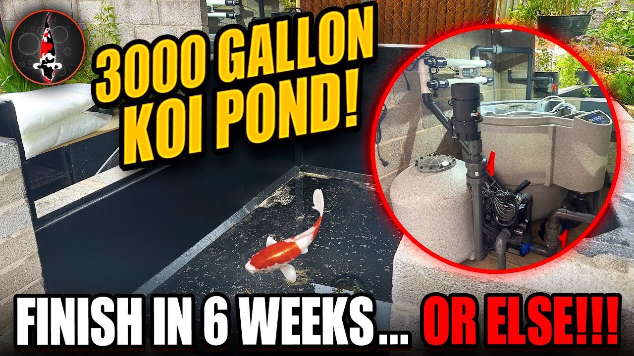 3000 GALLON KOI POND! HAD TO BE DONE IN 6 WEEKS!!