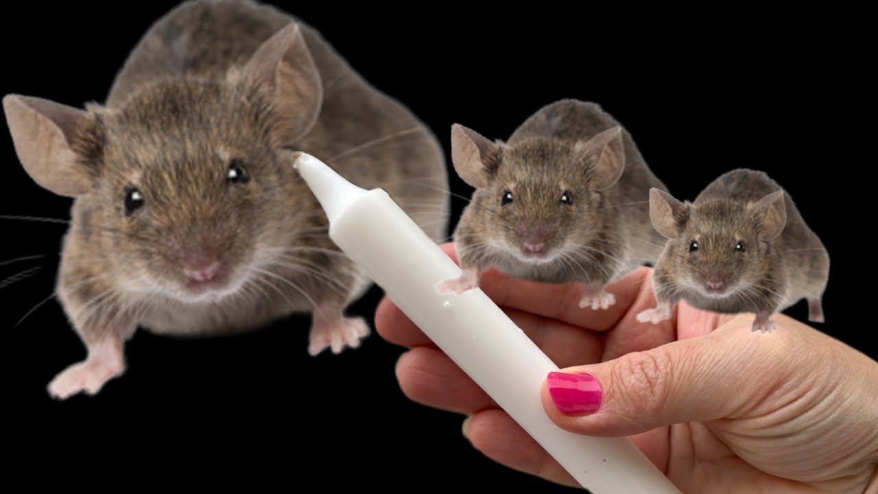 Vertreiben Sie Mäuse und Ratten mit nur einer Kerze! Die beste natürliche Methode