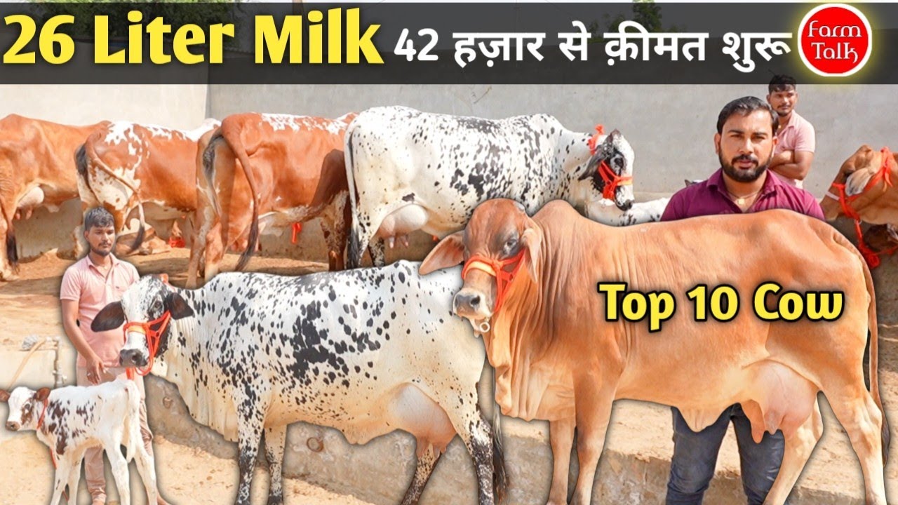 26 लीटर तक दूध 👉 42 हज़ार से क़ीमत शुरू ✨ 10 Sahiwal Rathi & Cross Breed Cow Videos Dairy Farm Talk 