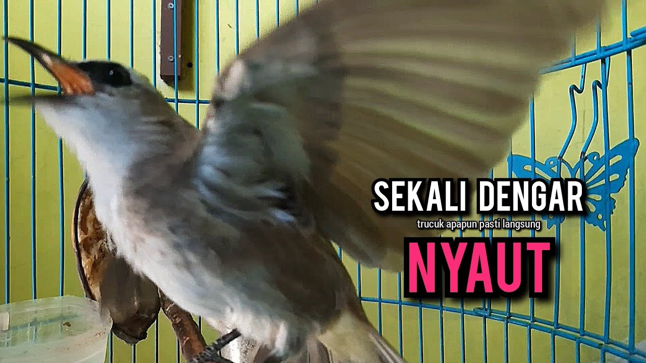 trucukan gacor ROPEL PANJANG pancingan trucukan agar bunyi JADIKAN burung trucuk gacor NYAUT EMOSI