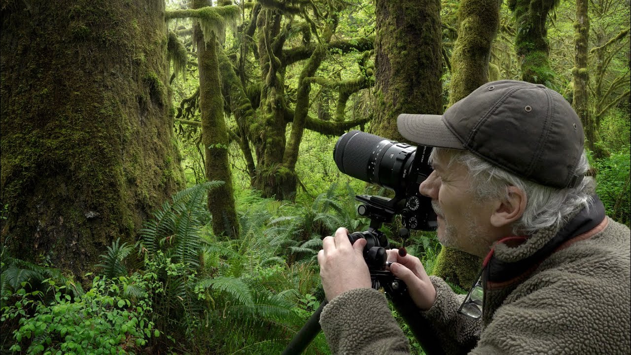 Landscape PHOTOGRAPHY /Big Mossy Trees