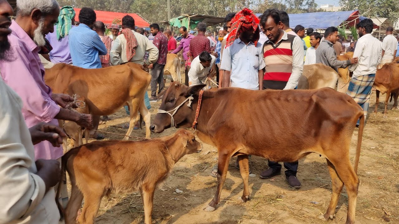 @আজ ৩ মার্চ ২৬ | বাচ্চাসহ দেশাল ৫০-৯৯ হাজারের মধ্যে গাভী গরুর দাম | আফতাবগঞ্জ হাট | দিনাজপুর 