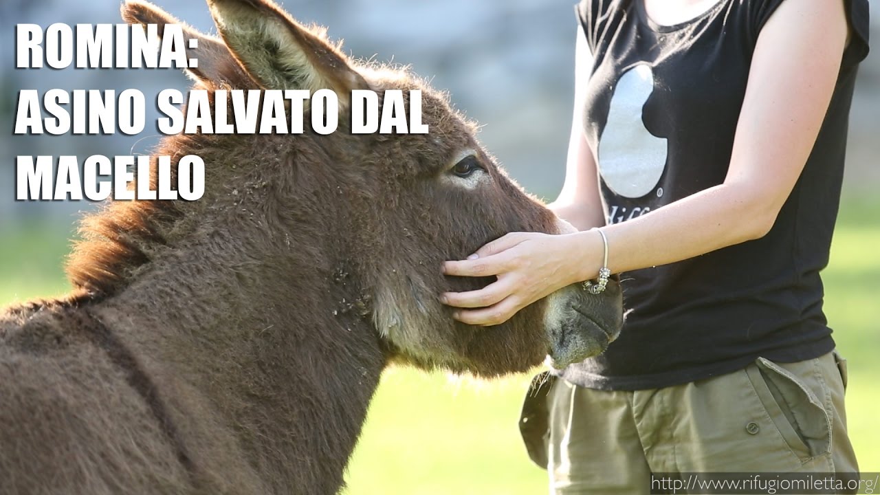 Asino salvato dal Macello!