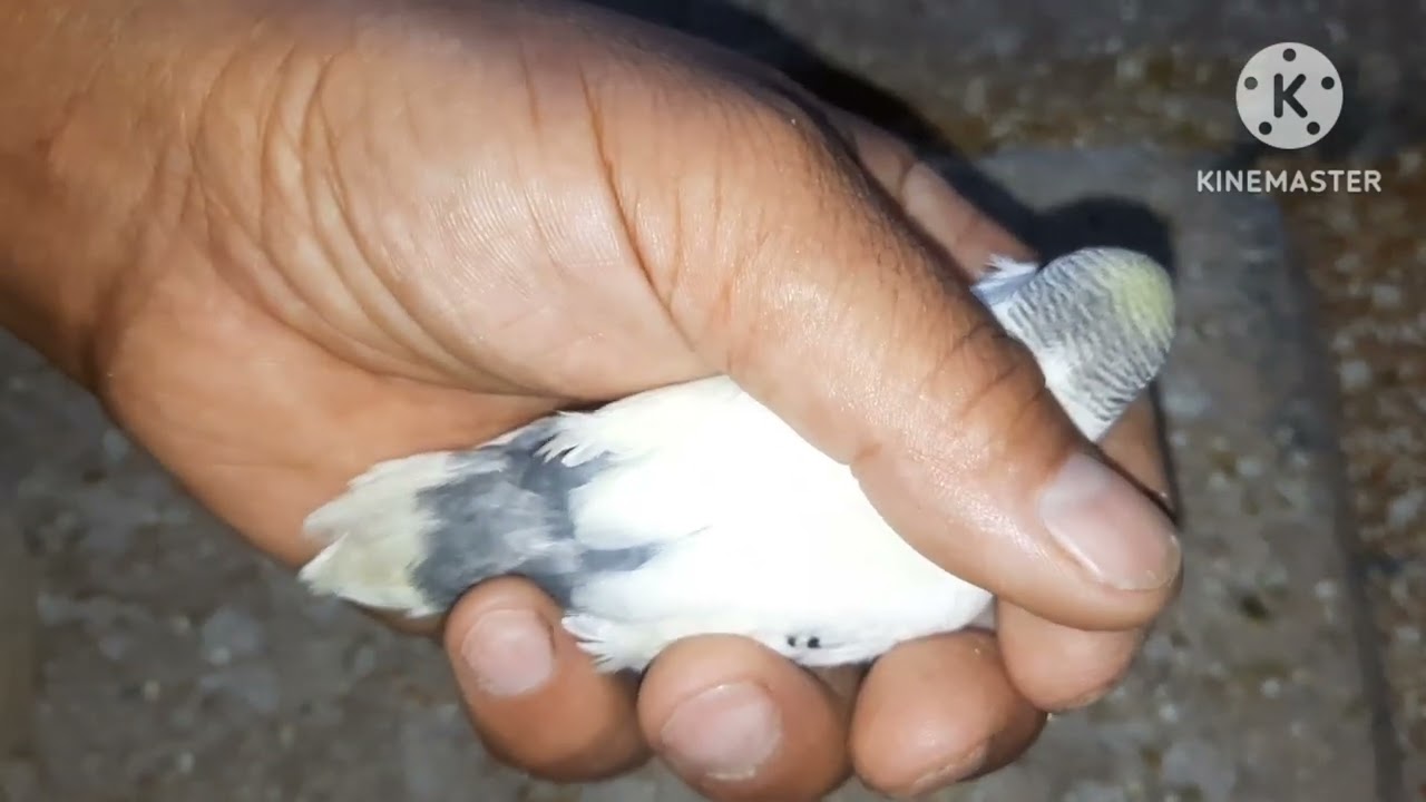 الجزئ الثالث من علاج تساقط الريش او السوسة