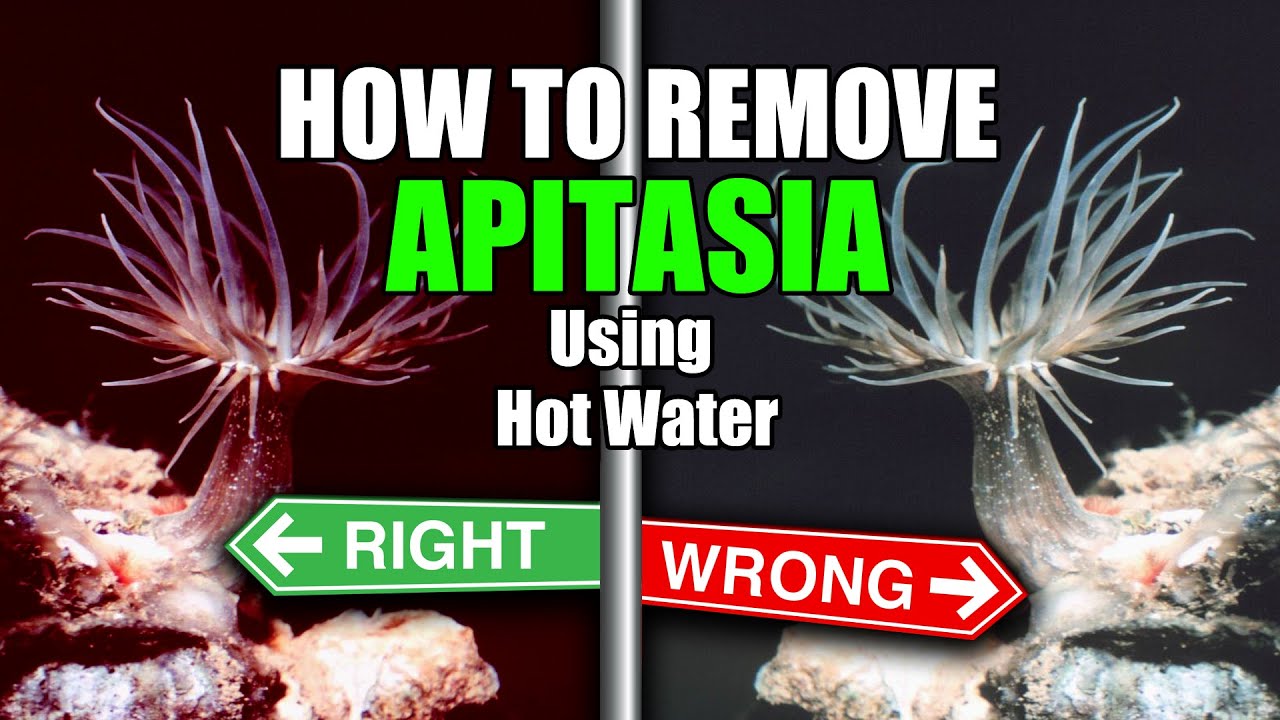 How To Remove Apitasia Using Hot Water | The Wrong & The Right Way!