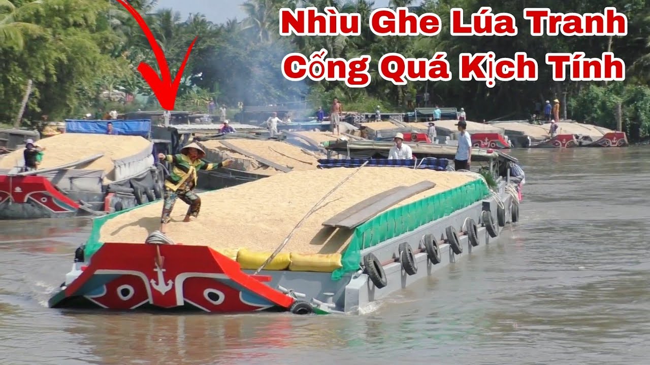Nhìu Sà Lan Ghe Lúa.Tranh Nhau Qua Cống. Không Ai nhườn Ai Quá Kịch Tính.