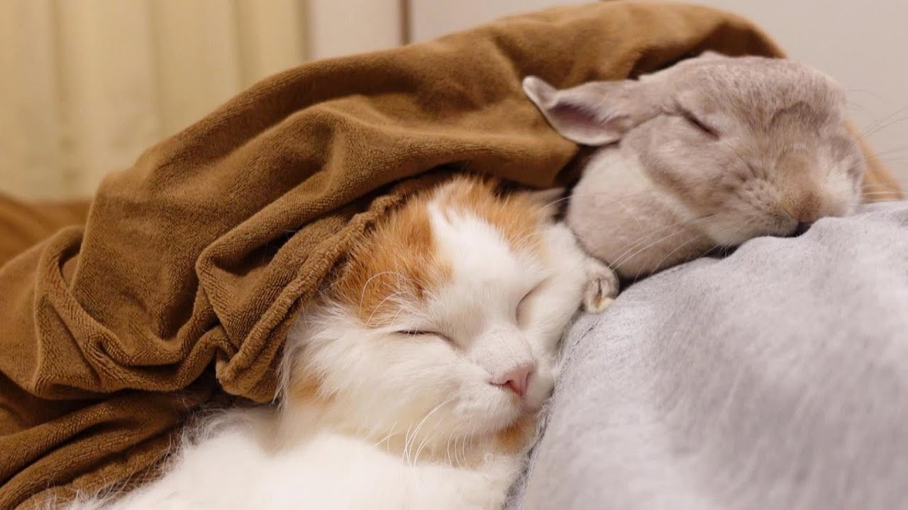 それぞれの寝床に帰らず飼い主のお布団でいっしょにお寝んねしたいうさぎとにゃんこの姉弟と寝返りを諦めた飼い主。